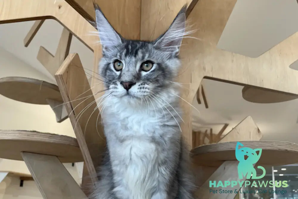 Diamond Maine Coon polydactyl male black silver ticked tabby - live animals