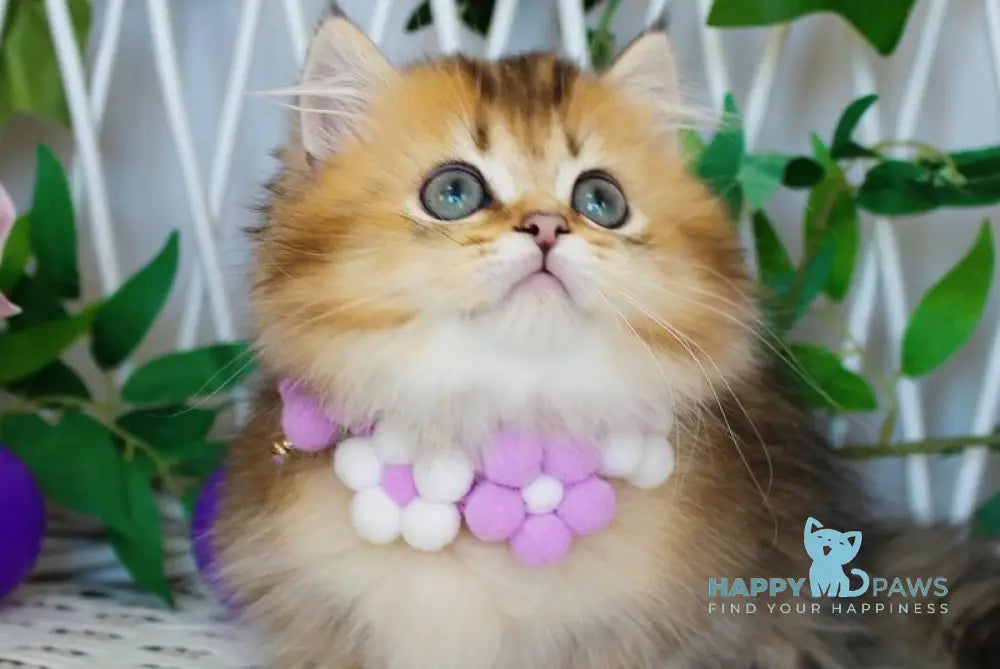 Diamond Munchkin male chocolate golden ticked tabby live animals