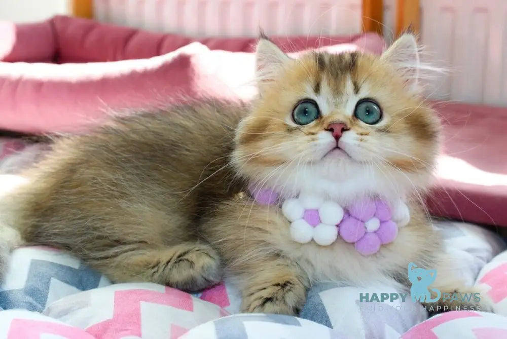 Diamond Munchkin male chocolate golden ticked tabby live animals