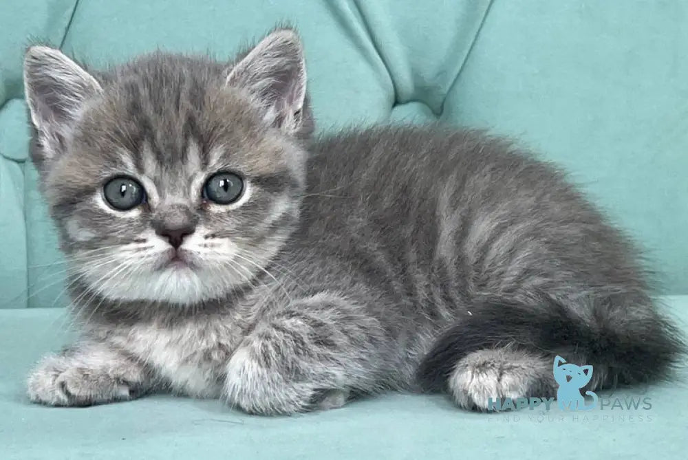 Diamond Scottish Straight male blue ticked tabby live animals