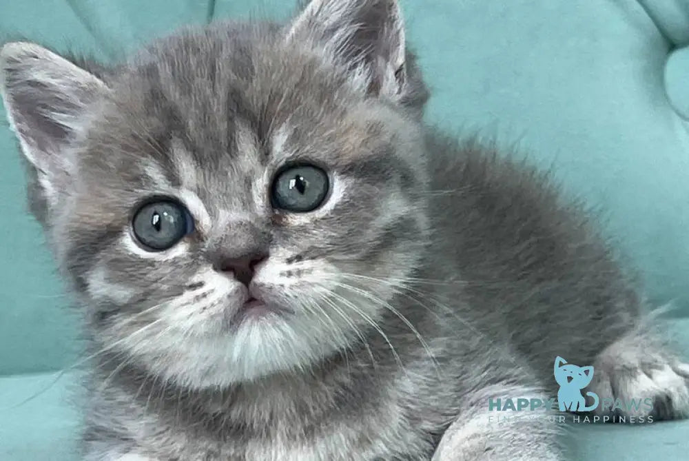 Diamond Scottish Straight male blue ticked tabby live animals