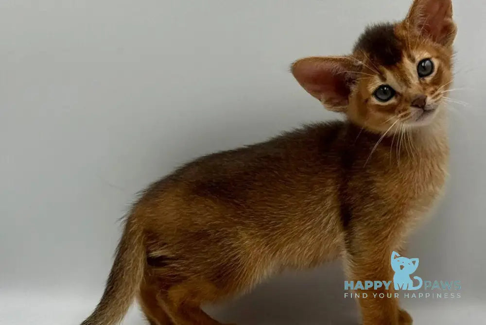 Diana Abyssinian female ruddy live animals