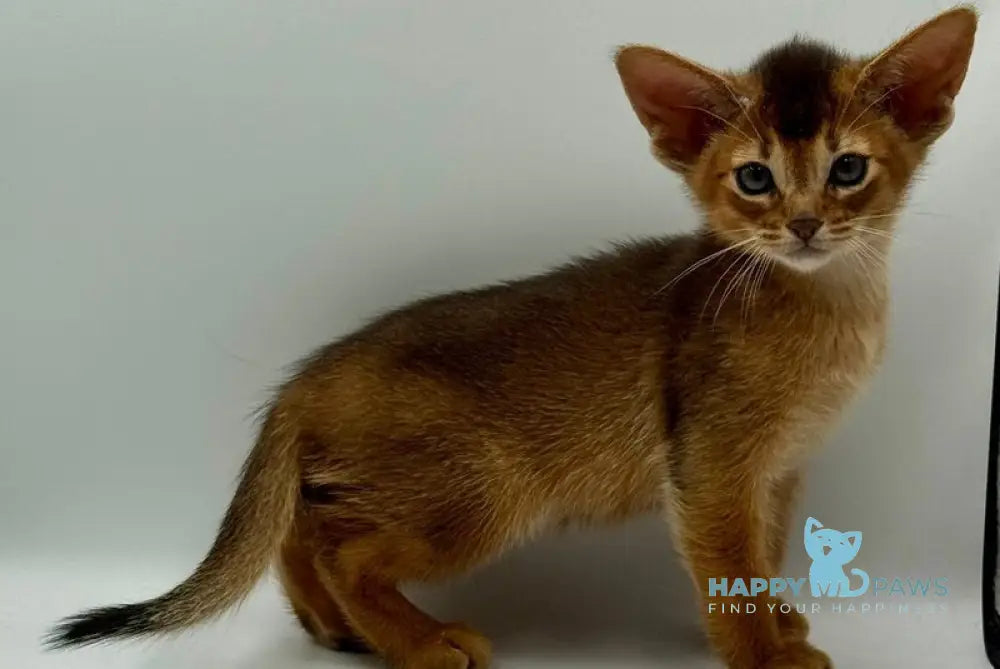 Diana Abyssinian female ruddy live animals