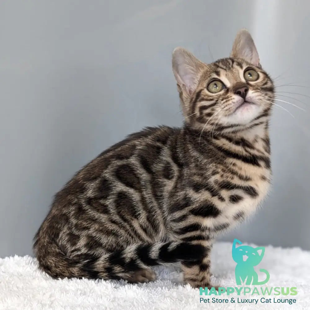 Diana Bengal female black spotted tabby - live animals