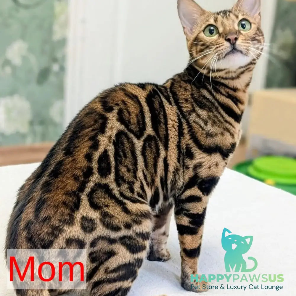 Diana Bengal female black spotted tabby - live animals