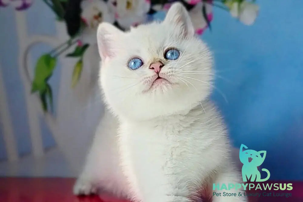 Diana British Shorthair female black golden shaded pointed - live animals