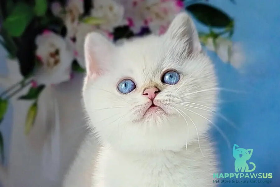Diana British Shorthair female black golden shaded pointed - live animals