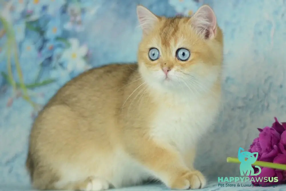 Diana British Shorthair female black golden shaded with white - live animals