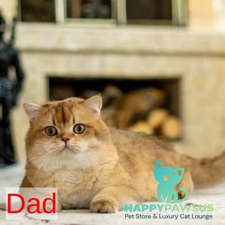 Diana British Shorthair female black golden shaded with white - live animals