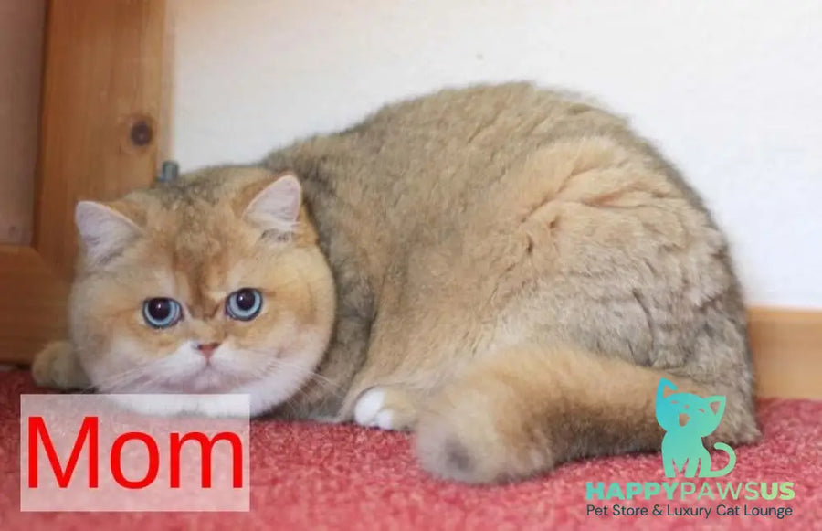 Diana British Shorthair female black golden shaded with white - live animals
