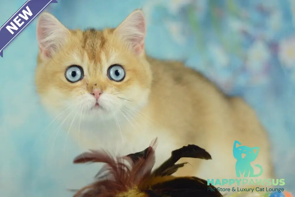 Diana British Shorthair female black golden shaded with white - live animals