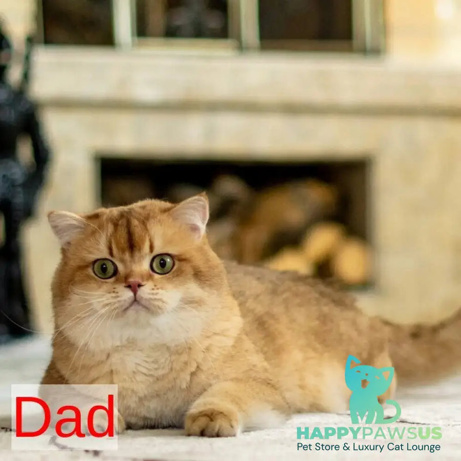 Diana British Shorthair female black golden shaded with white - live animals
