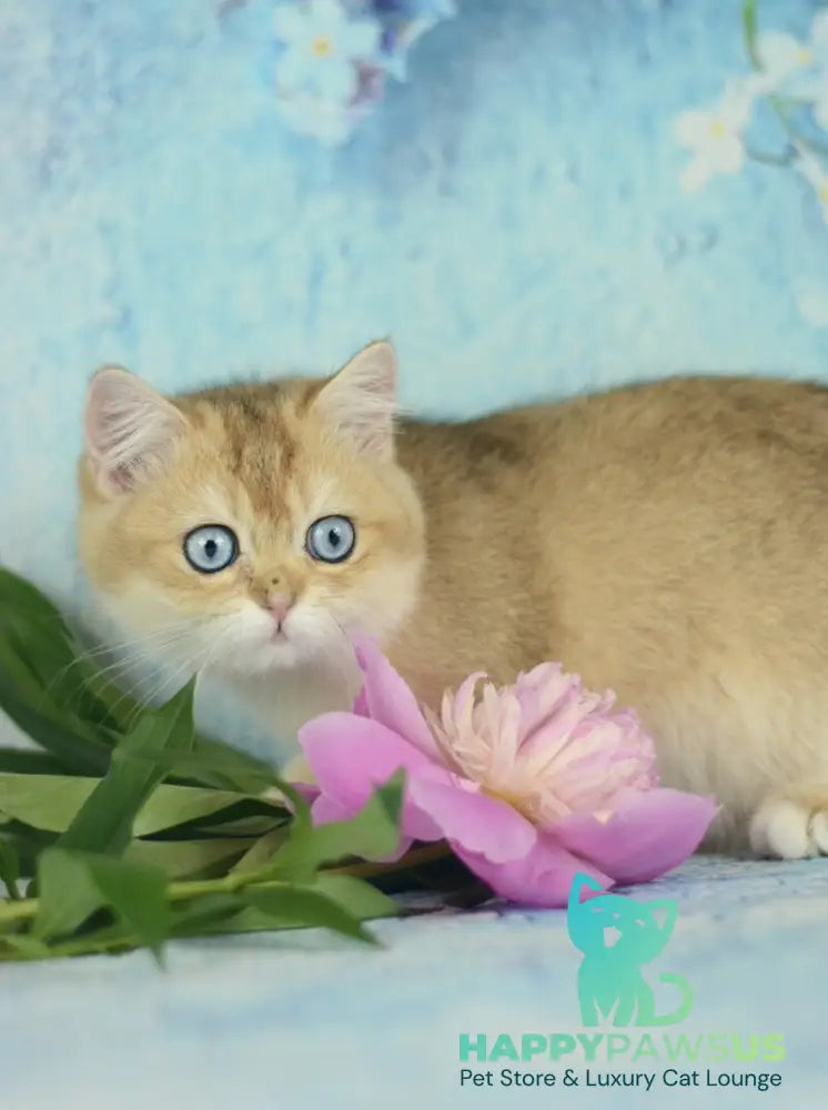 Diana British Shorthair female black golden shaded with white - live animals