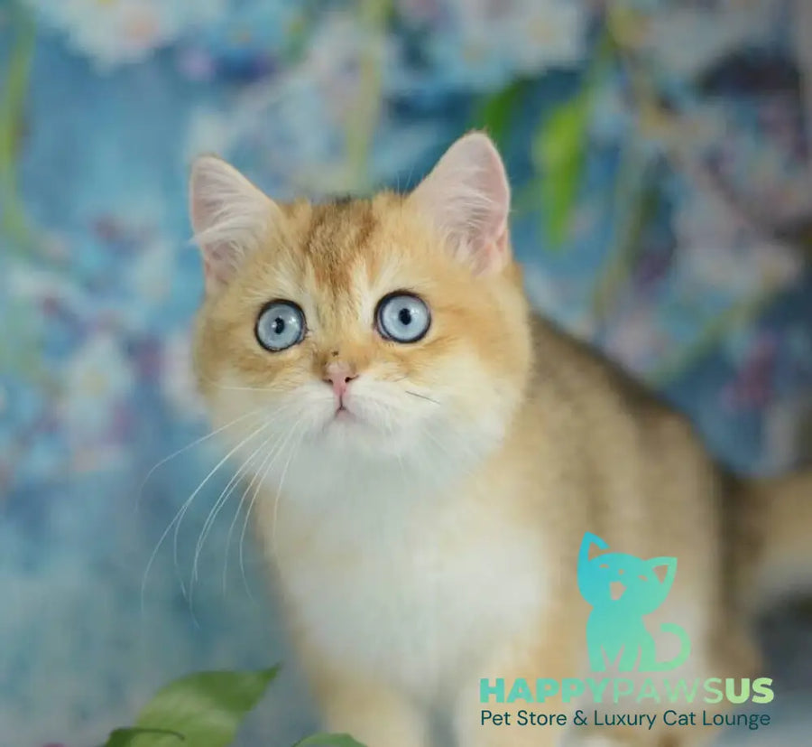 Diana British Shorthair female black golden shaded with white - live animals