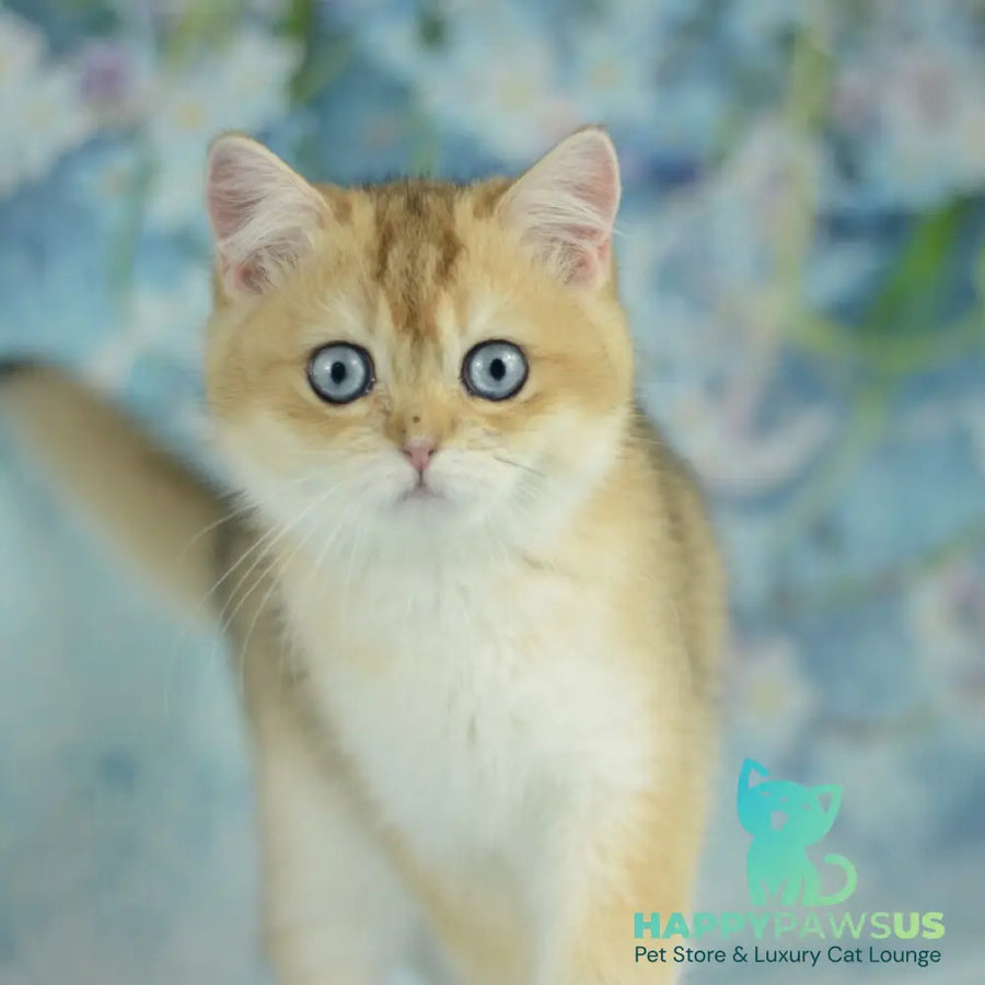 Diana British Shorthair female black golden shaded with white - live animals