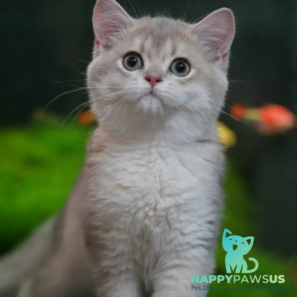 Diana British Shorthair female blue golden shaded - live animals