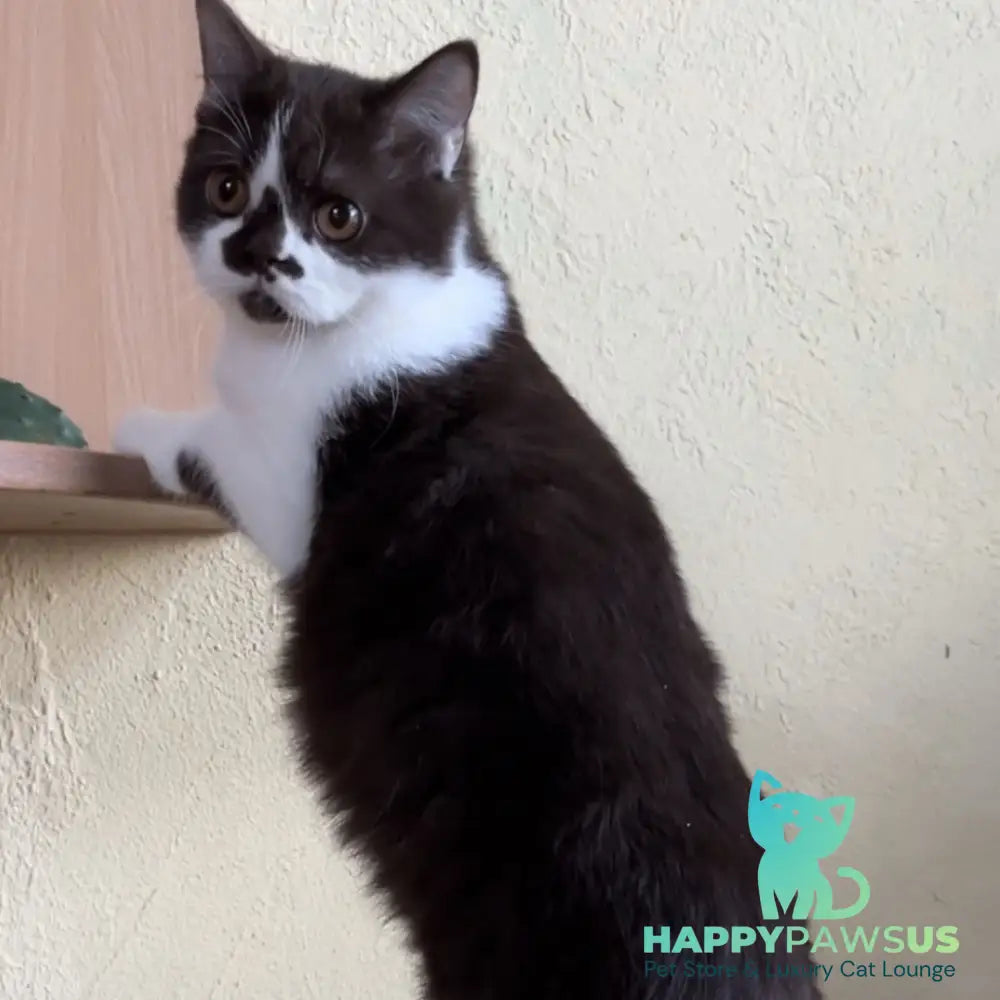 Diana British Shorthair female chocolate bicolour - live animals