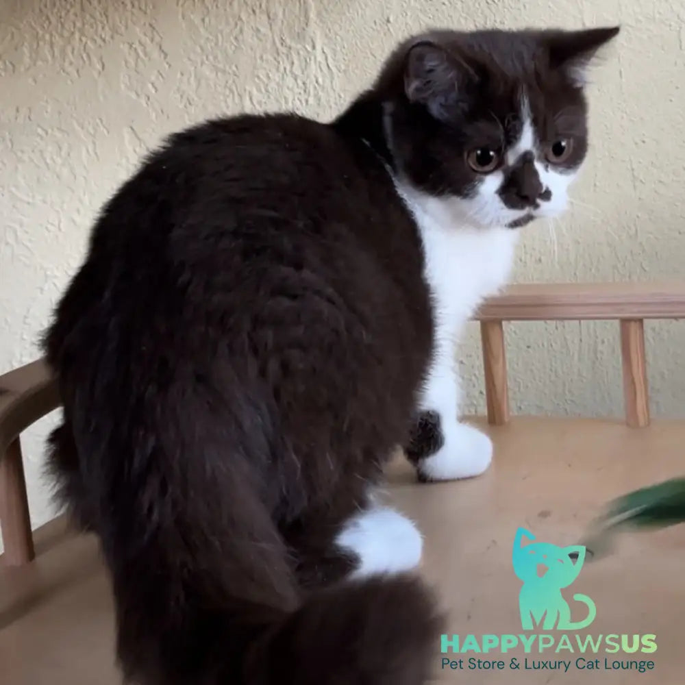 Diana British Shorthair female chocolate bicolour - live animals