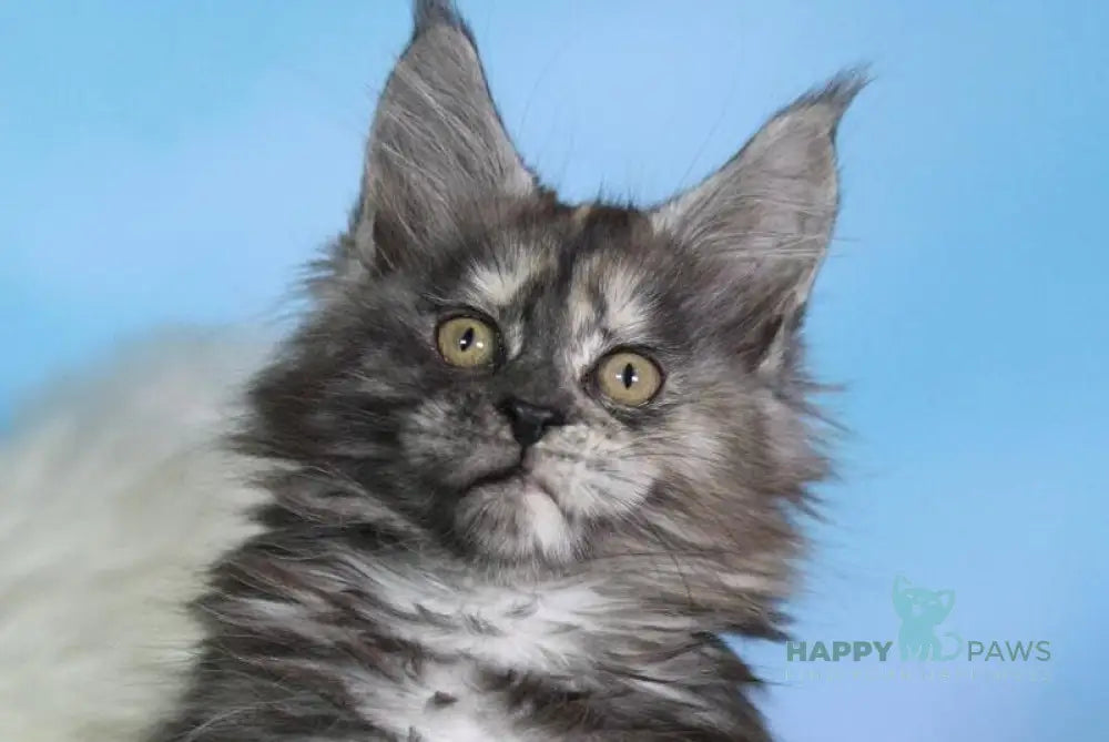 Diana Maine Coon female black tortie silver live animals