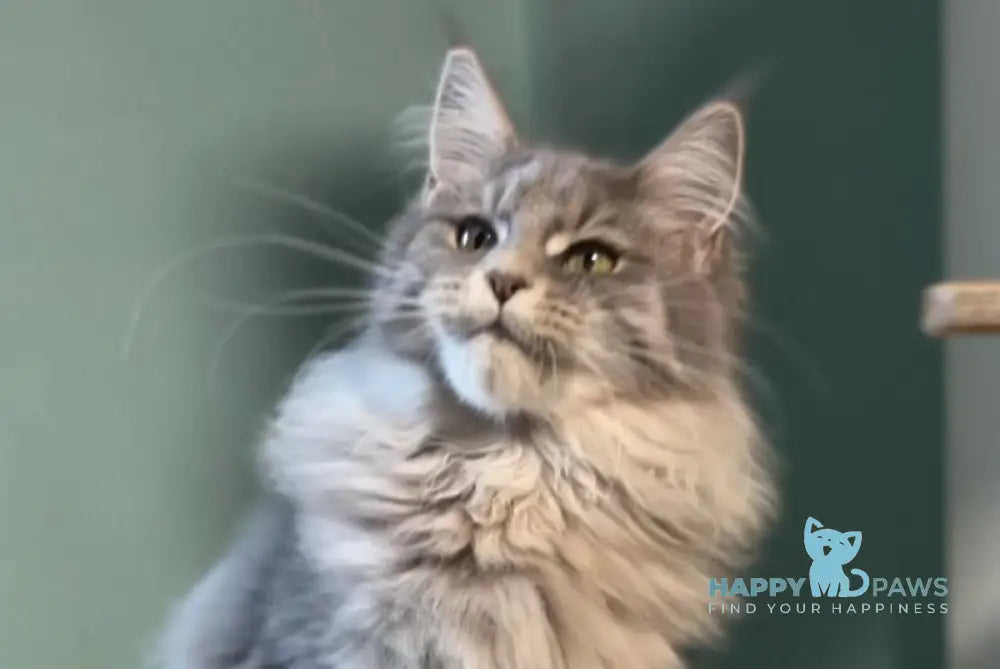 Diana Maine Coon female blue ticked tabby live animals