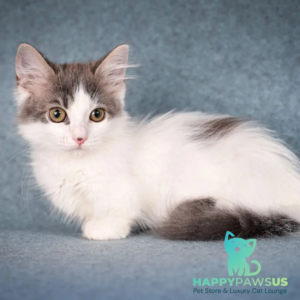 Diana Munchkin female blue tabby harlequin - live animals
