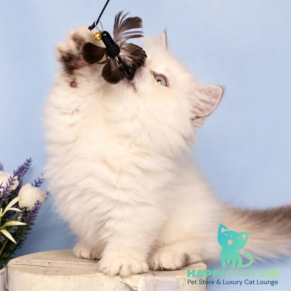 Diana Munchkin female chocolate silver shaded pointed - live animals