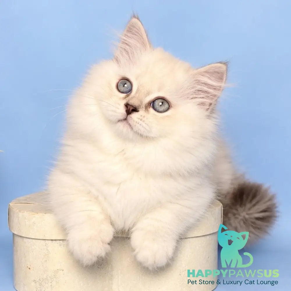 Diana Munchkin female chocolate silver shaded pointed - live animals
