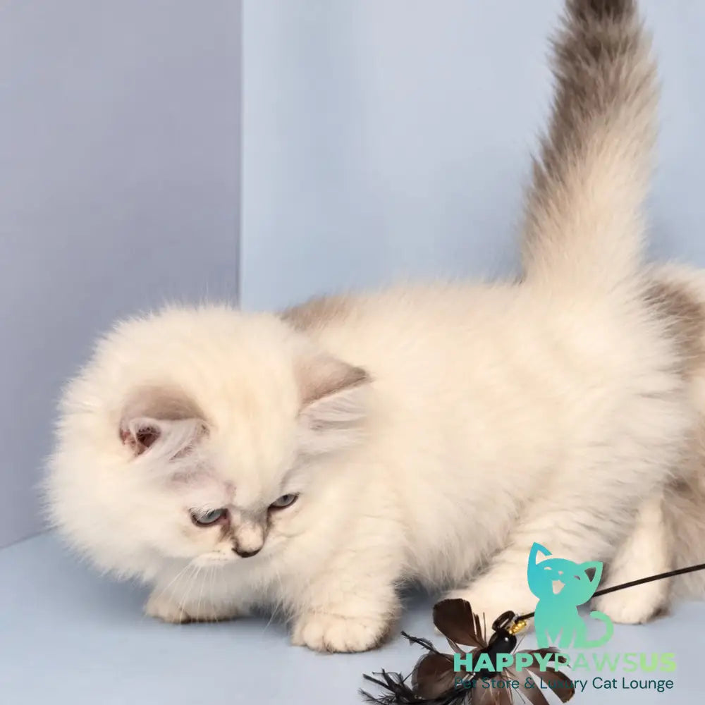Diana Munchkin female chocolate silver shaded pointed - live animals
