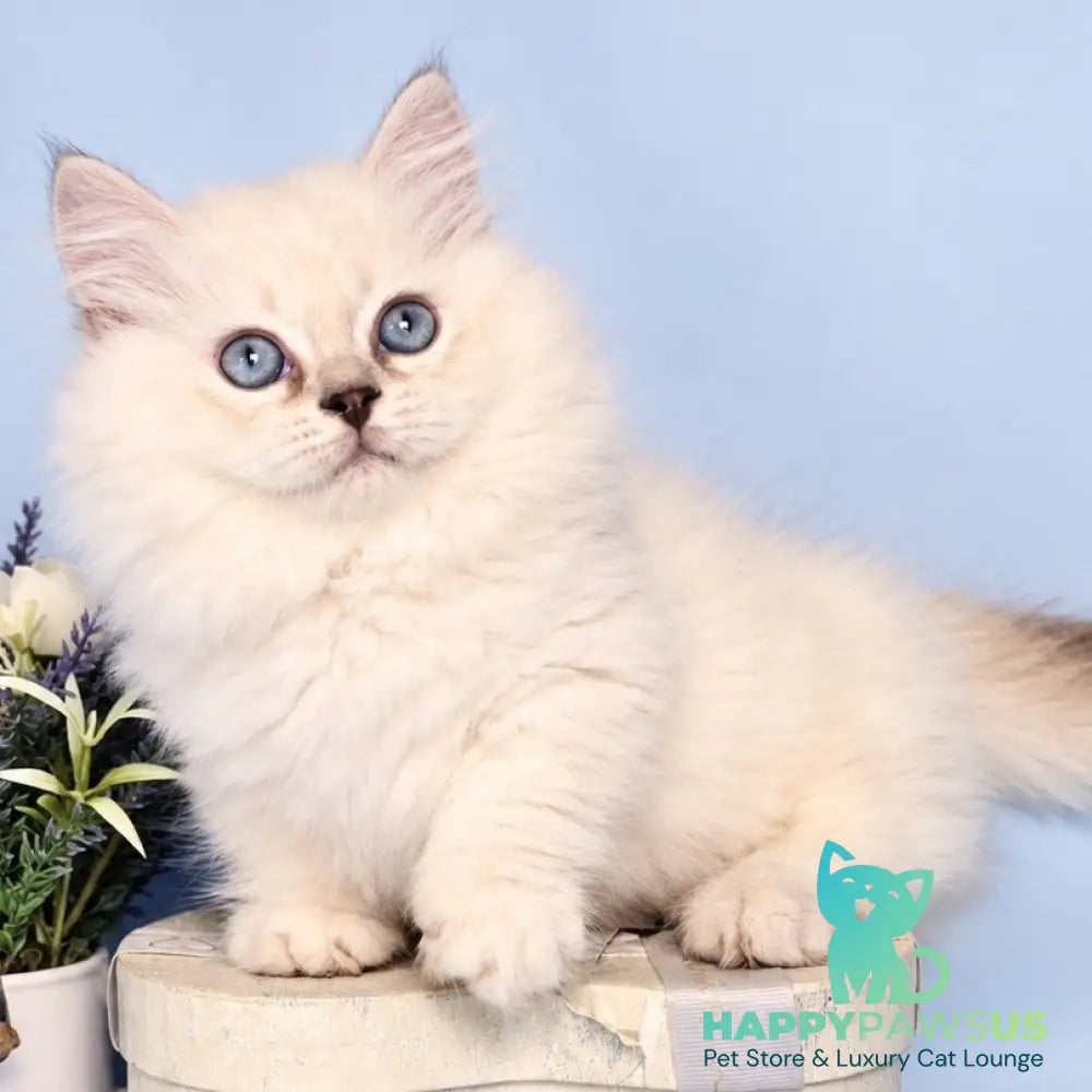 Diana Munchkin female chocolate silver shaded pointed - live animals