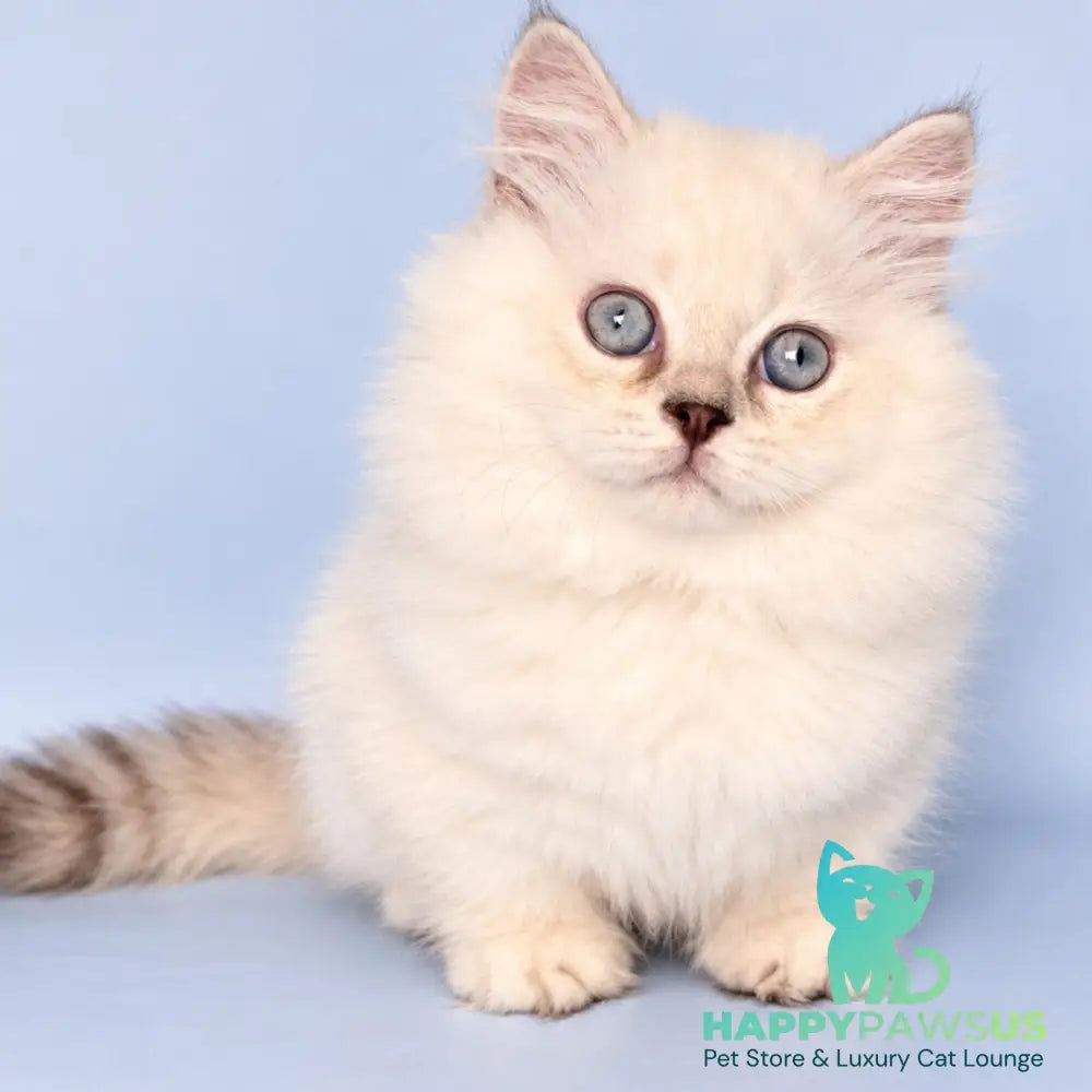 Diana Munchkin female chocolate silver shaded pointed - live animals