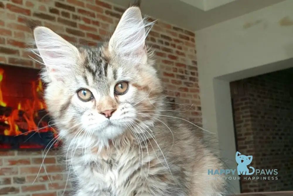 Diana Princess Maine Coon female black tortie spotted tabby live animals