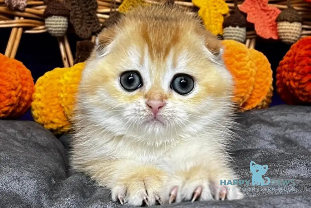 Diana Scottish Fold female black golden chinchilla live animals