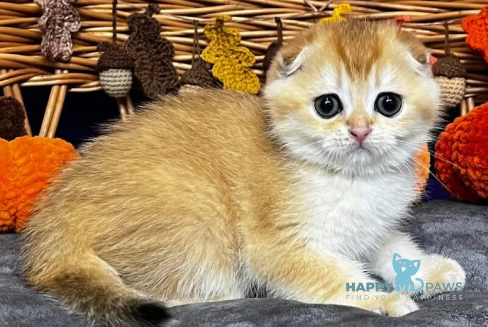 Diana Scottish Fold female black golden chinchilla live animals