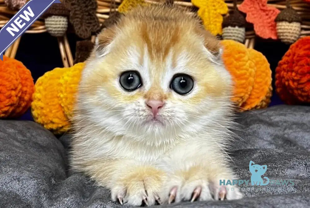 Diana Scottish Fold female black golden chinchilla live animals