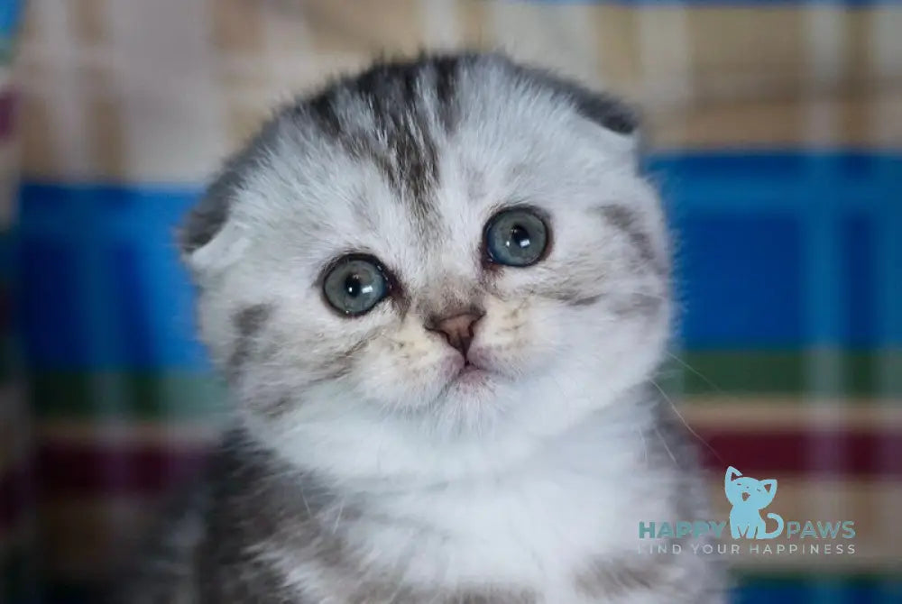 Diana Scottish Fold female black silver tabby live animals
