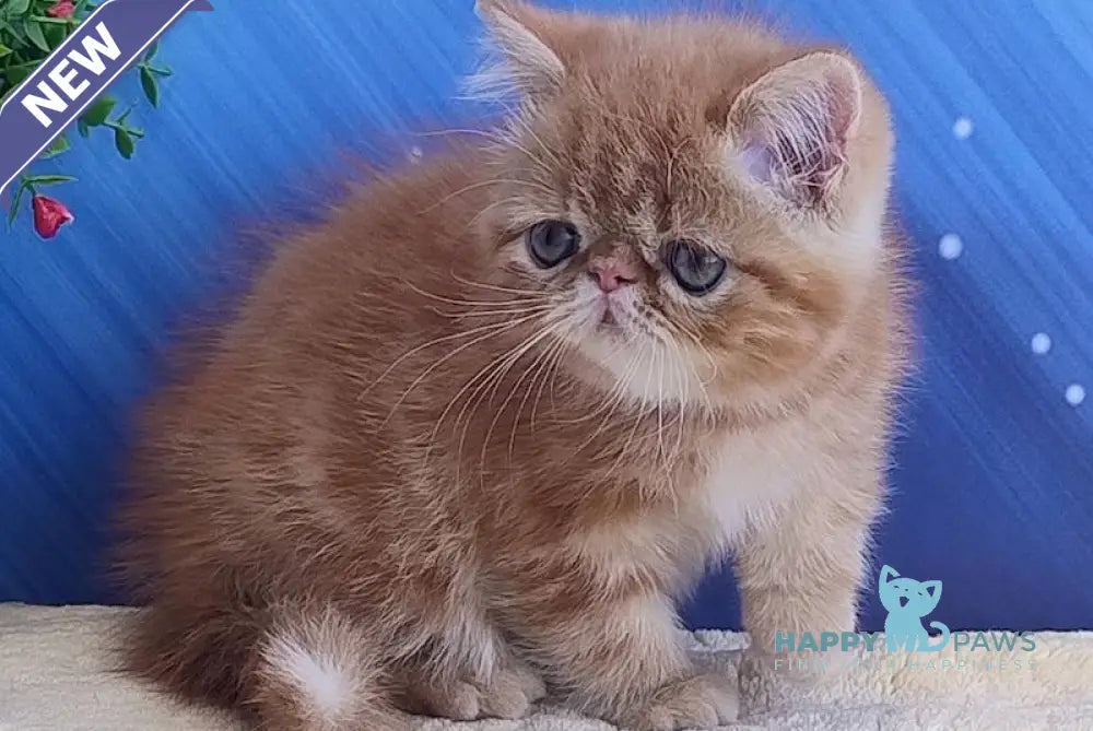 Diane Exotic female red tabby live animals