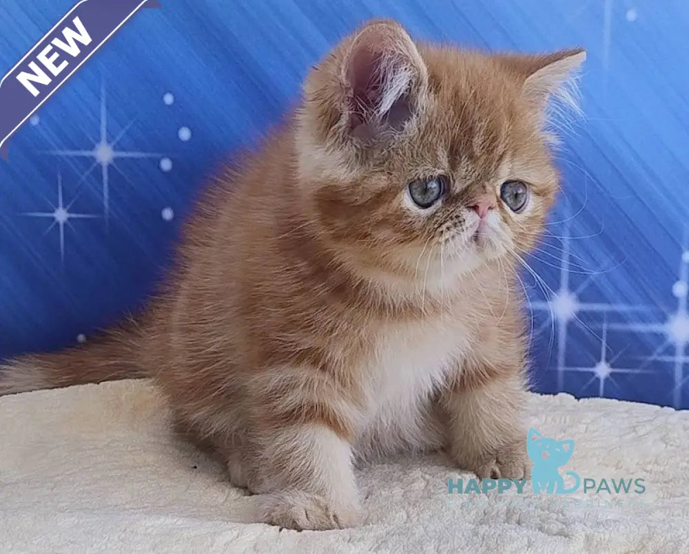 Diane Exotic female red tabby live animals
