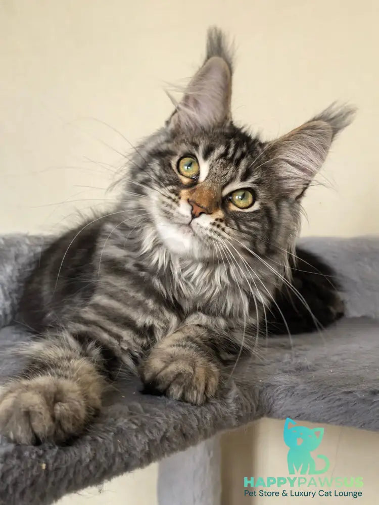 Dianne Maine Coon female black tabby - live animals
