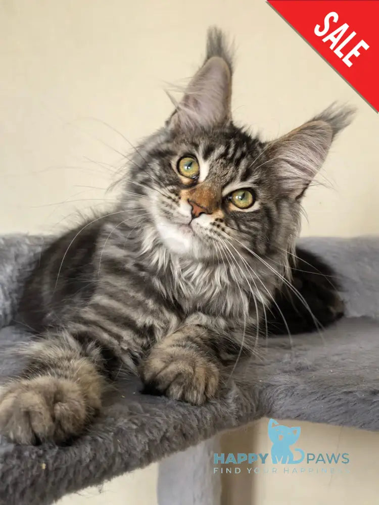 Dianne Maine Coon female black tabby - live animals