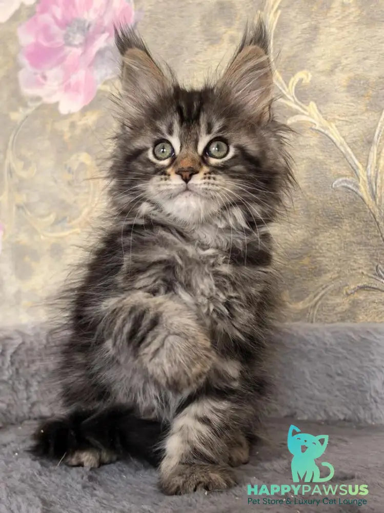Dianne Maine Coon female black tabby live animals