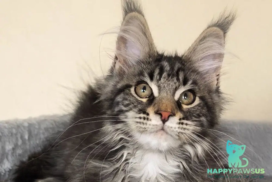 Dianne Maine Coon female black tabby - live animals
