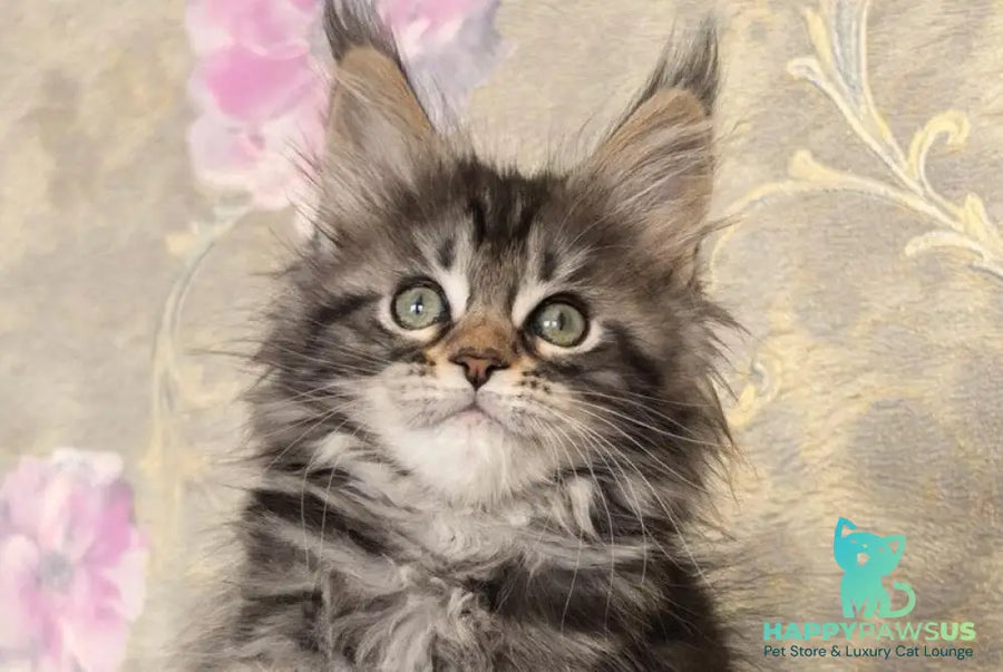 Dianne Maine Coon female black tabby live animals