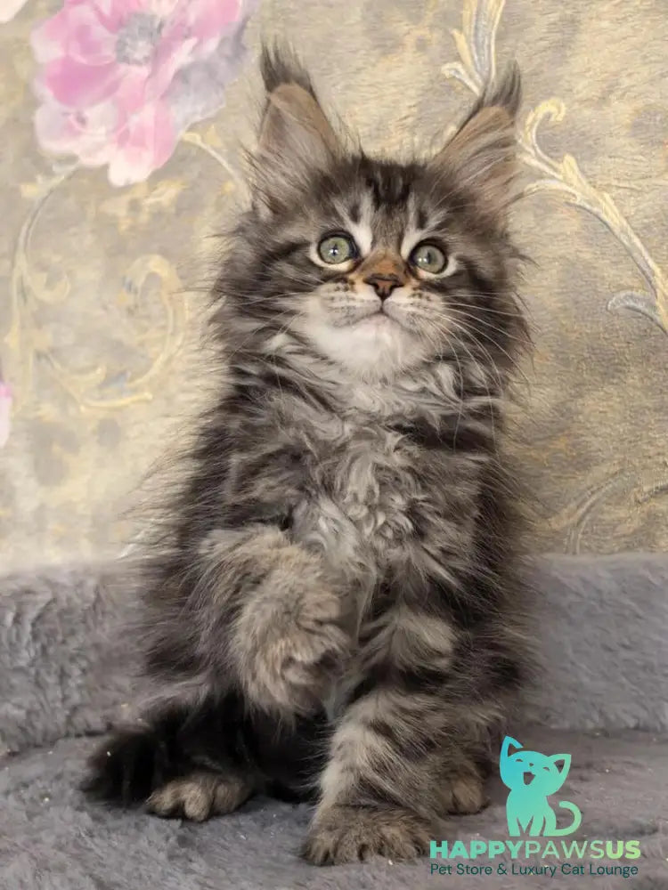 Dianne Maine Coon female black tabby live animals