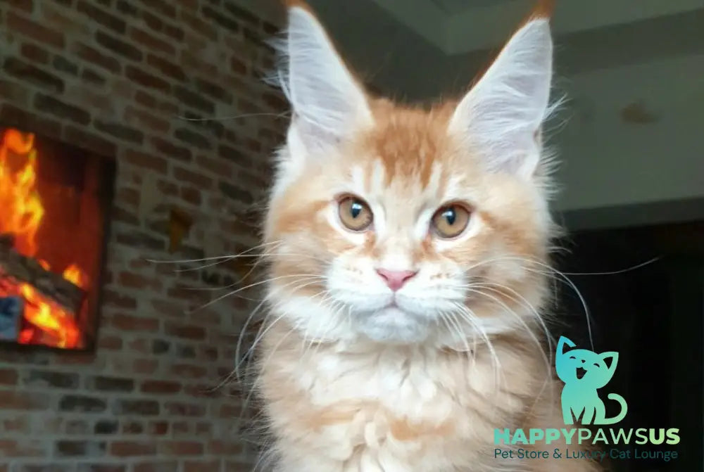 DiCaprio Maine Coon male red ticked tabby live animals
