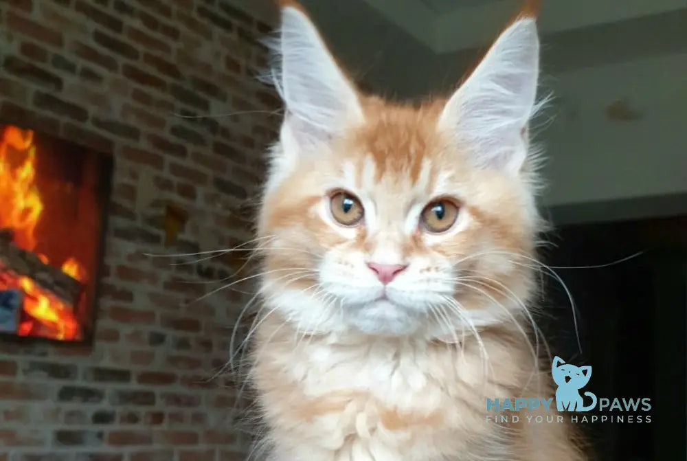 DiCaprio Maine Coon male red ticked tabby live animals