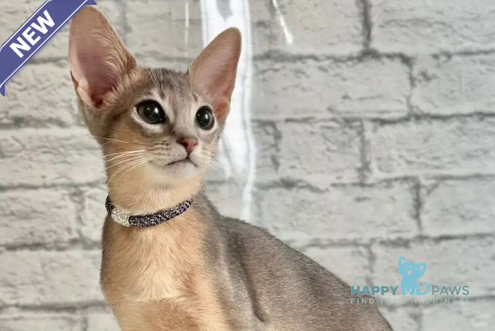 Diego Abyssinian male blue live animals