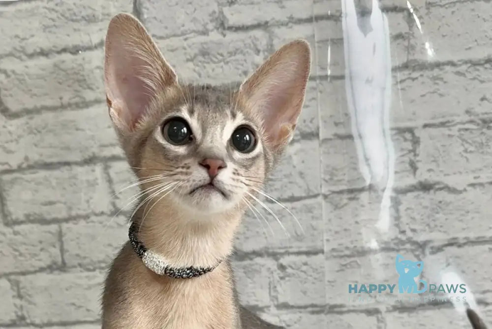 Diego Abyssinian male blue live animals