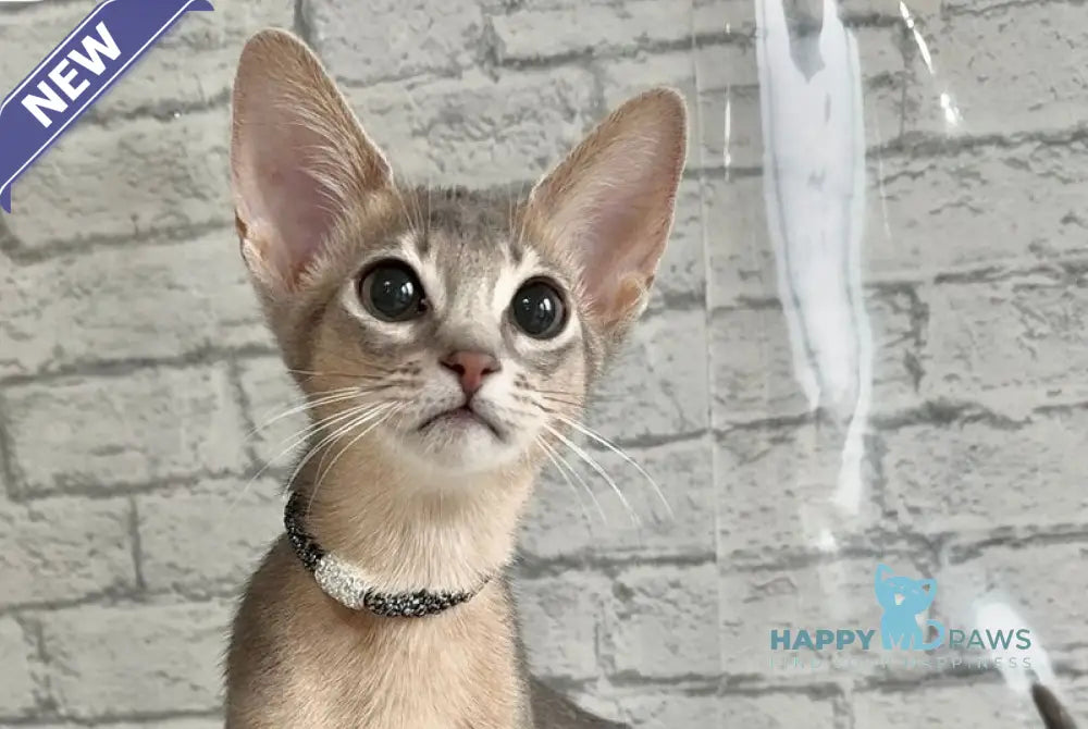 Diego Abyssinian male blue live animals