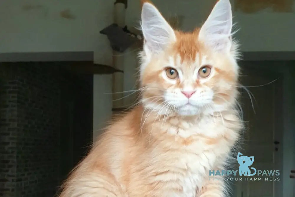 Diego Maine Coon male red ticked tabby live animals