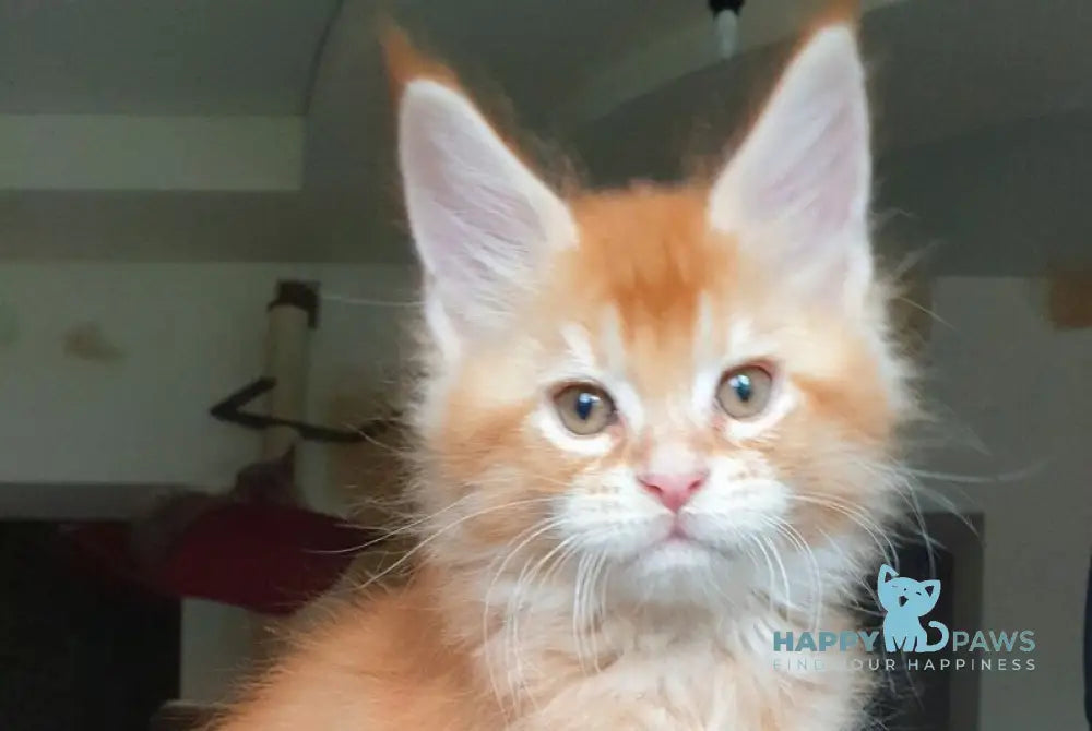 Diego Maine Coon male red ticked tabby live animals